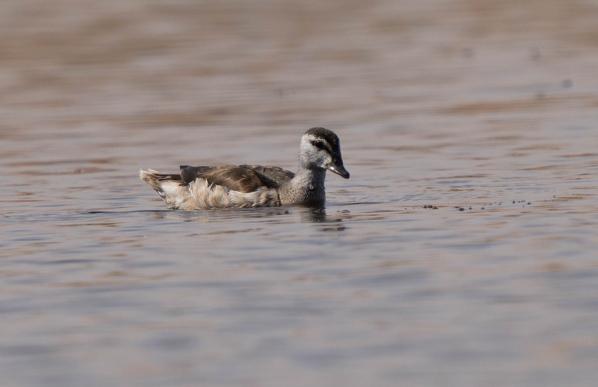 Coromandelgo antzaratxoa - ML645386432