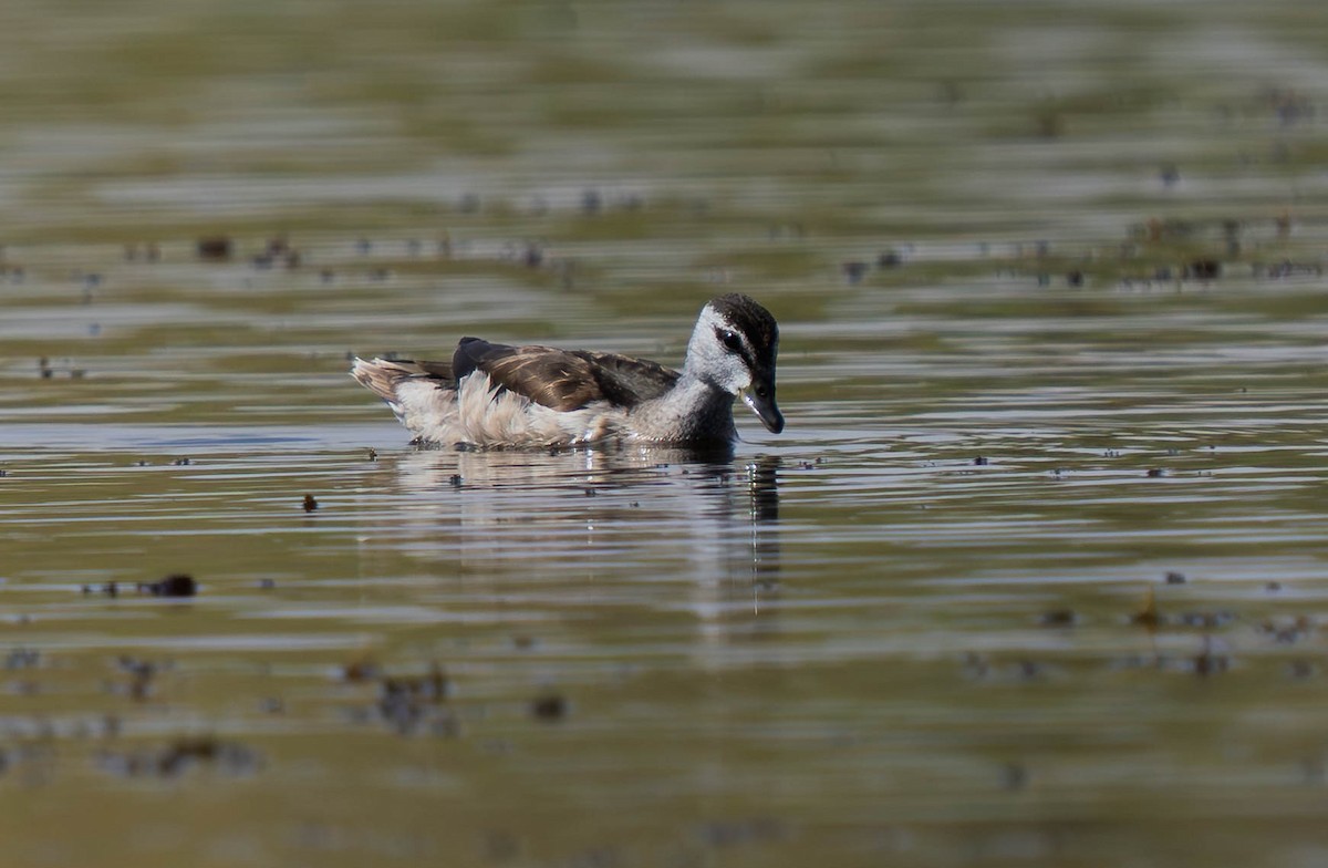 Coromandelgo antzaratxoa - ML645386433