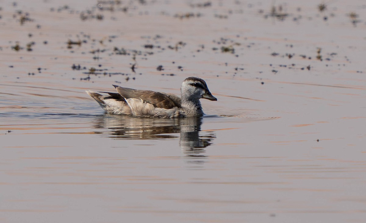 Coromandelgo antzaratxoa - ML645386434