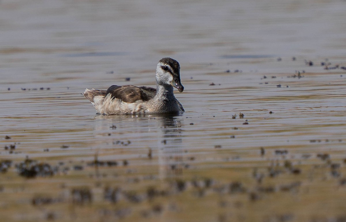 Coromandelgo antzaratxoa - ML645386435