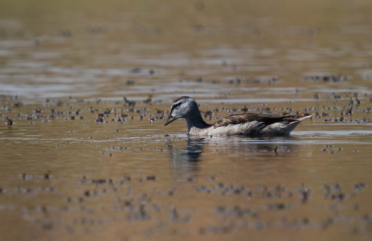 Coromandelgo antzaratxoa - ML645386436