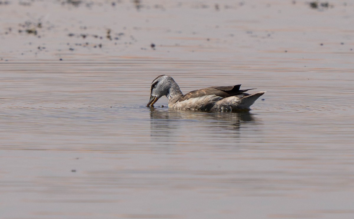 Coromandelgo antzaratxoa - ML645386437