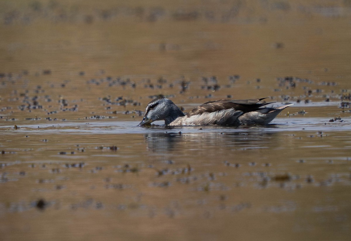 Coromandelgo antzaratxoa - ML645386438