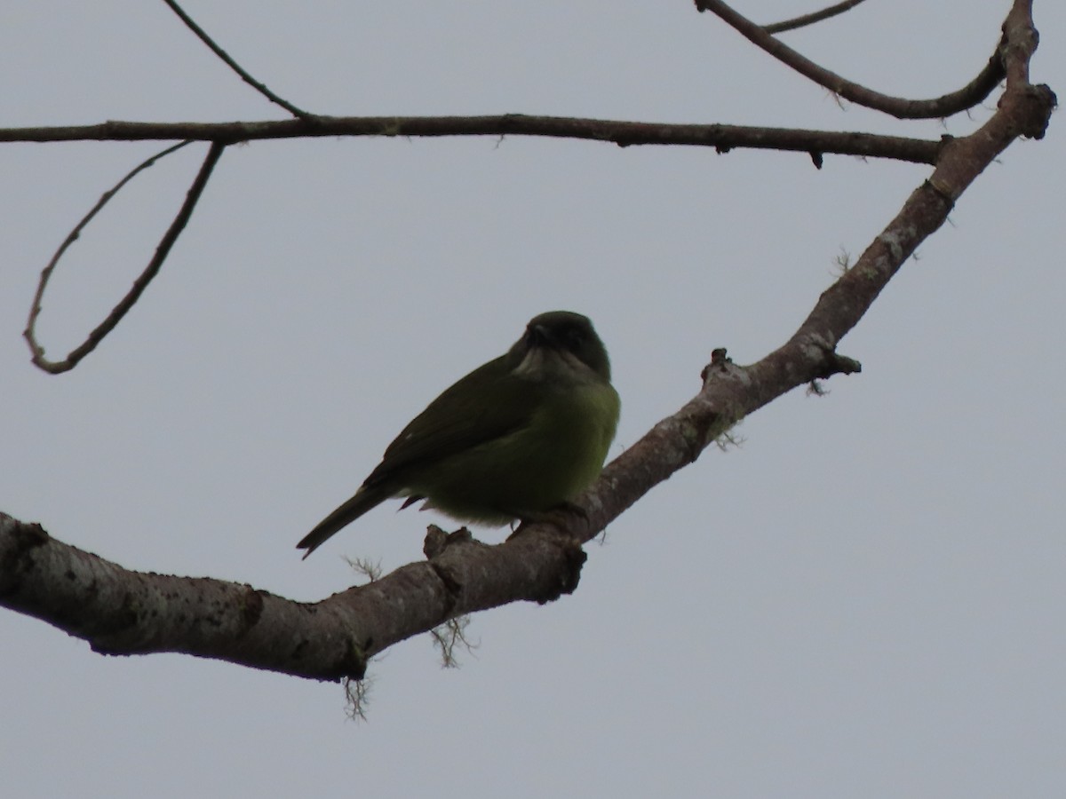 Mindanao Heleia - ML645386441