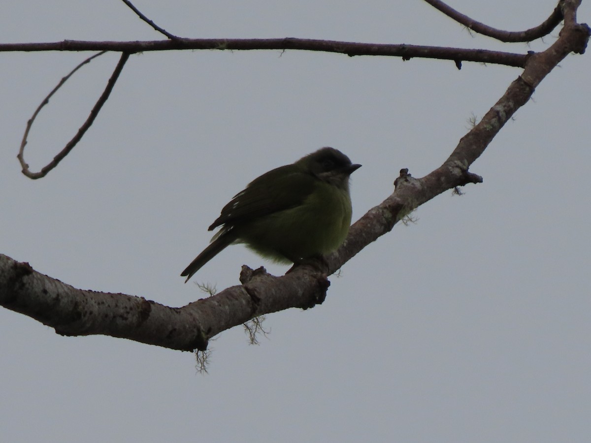 Mindanao Heleia - ML645386442