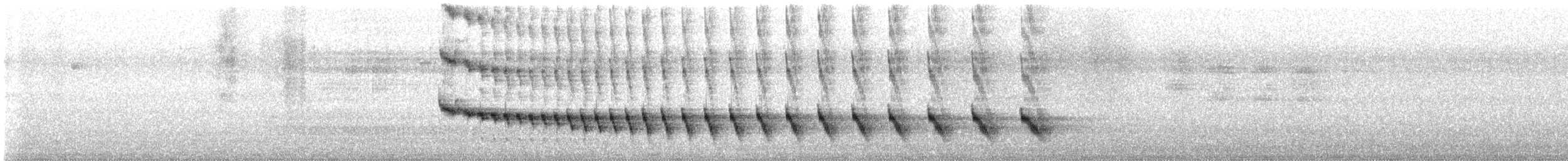 White-bellied Antbird - ML645386445