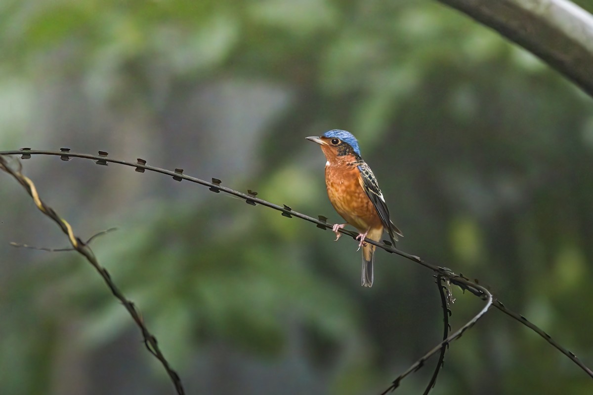 צוקית לבנת-גרון - ML645386447