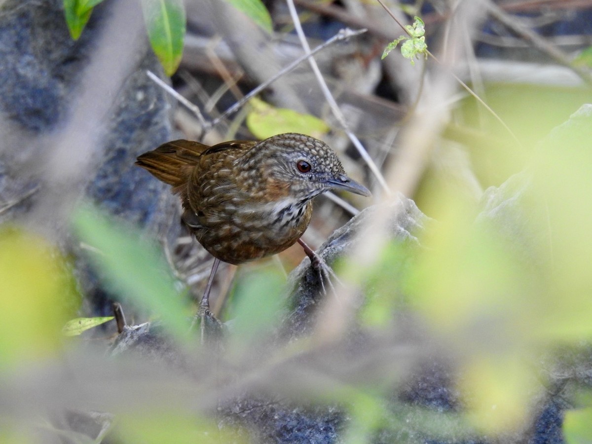 Rufous Limestone Babbler - ML645386462