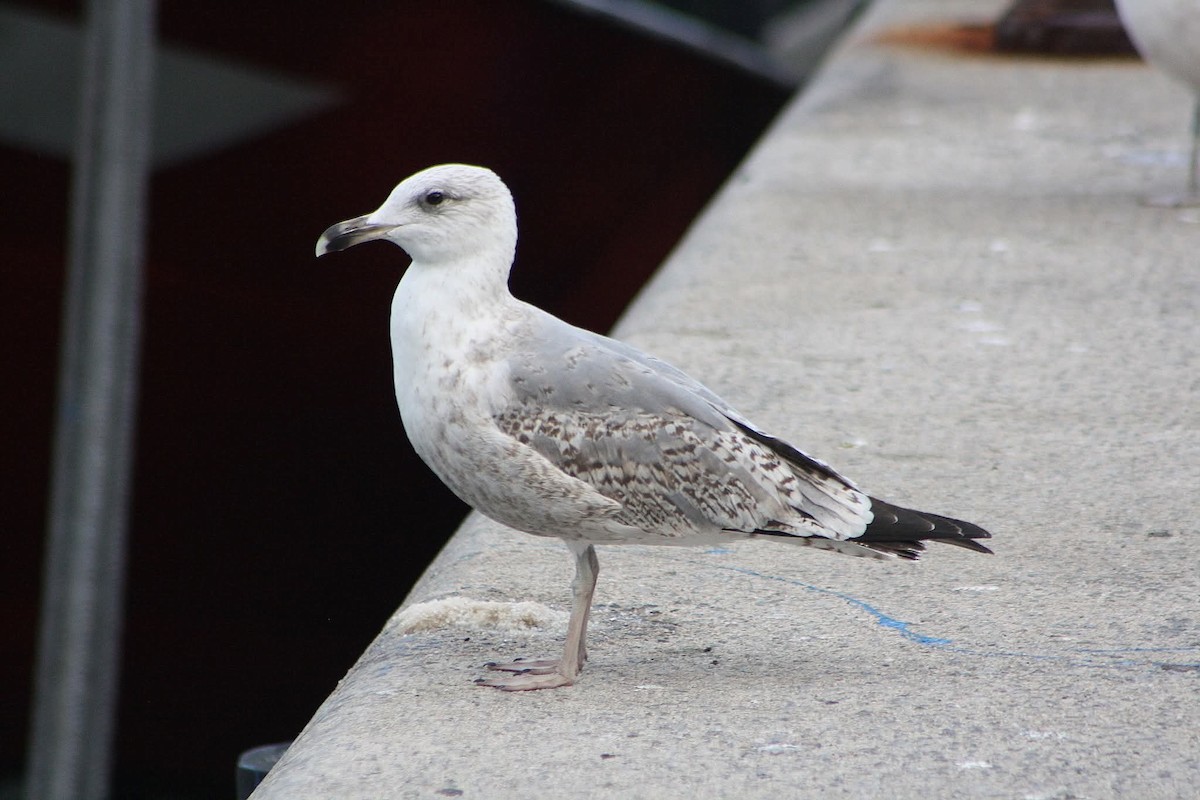 European Herring Gull - ML645386469