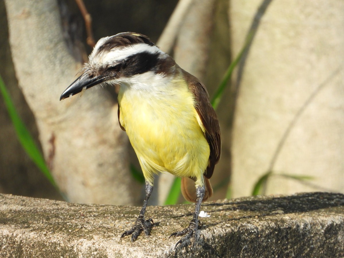 Tyran quiquivi - ML645386470