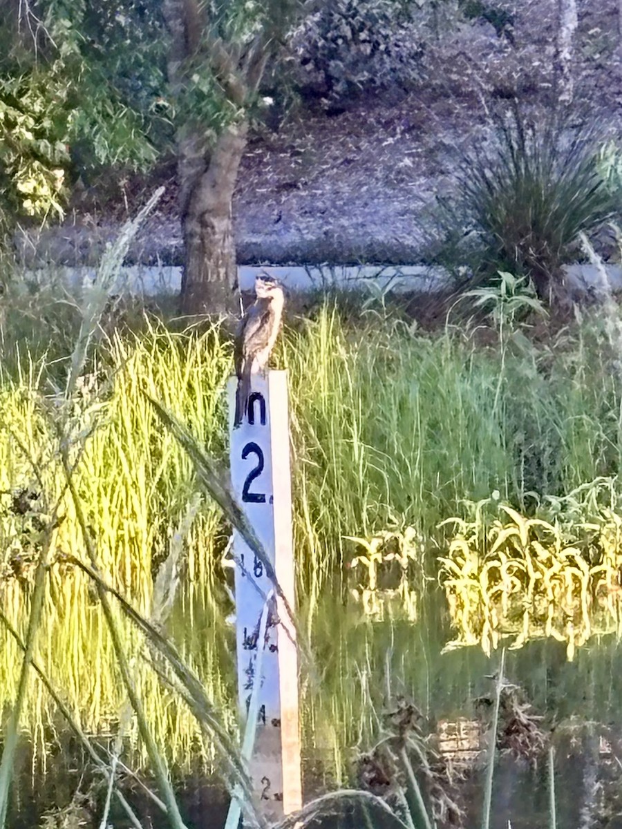 Cormoran pie - ML645386472