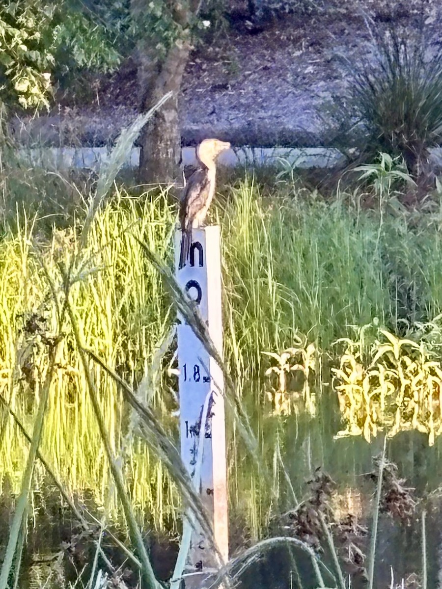 Cormoran pie - ML645386473