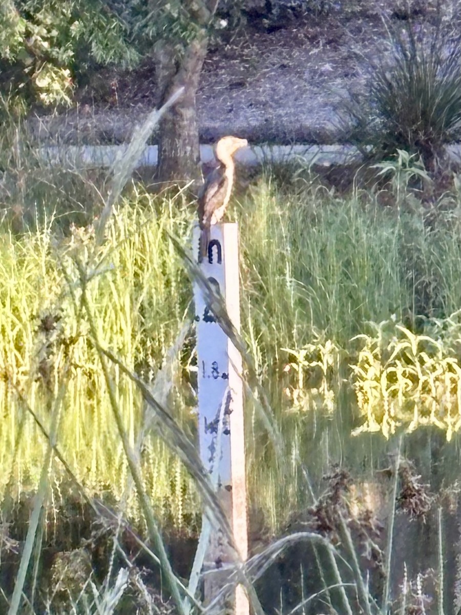 Cormoran pie - ML645386474