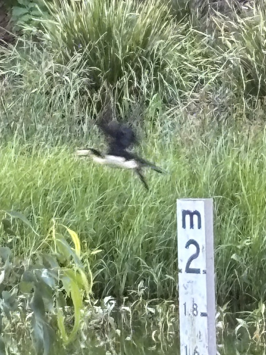 Cormoran pie - ML645386475