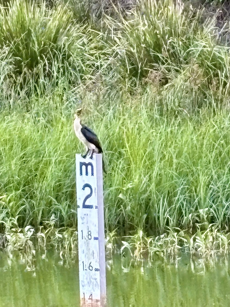 Cormoran pie - ML645386476