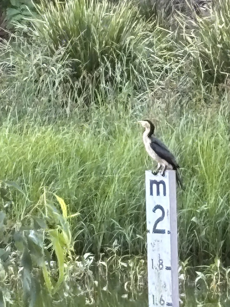 Cormoran pie - ML645386477