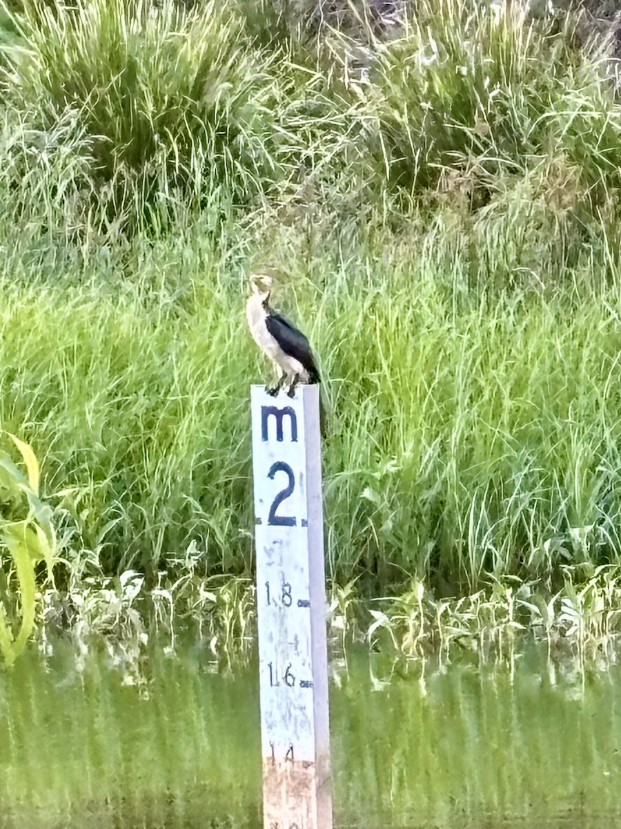 Cormoran pie - ML645386478