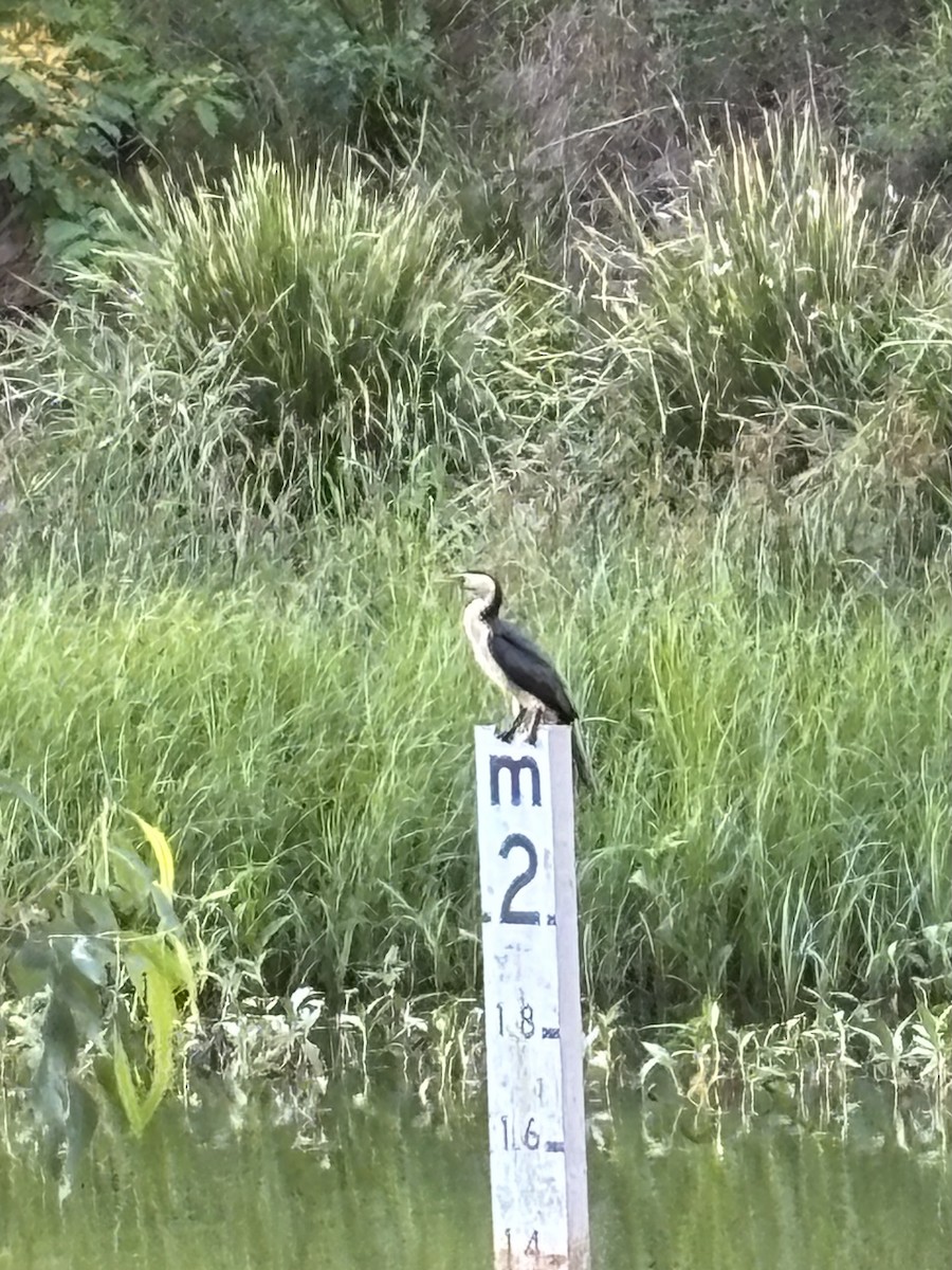 Cormoran pie - ML645386479