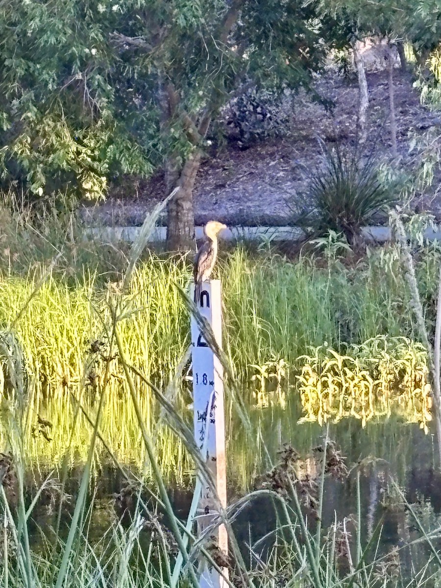 Cormoran pie - ML645386480