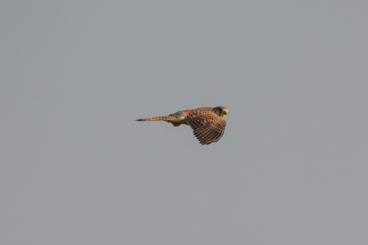 Faucon crécerelle - ML645386485