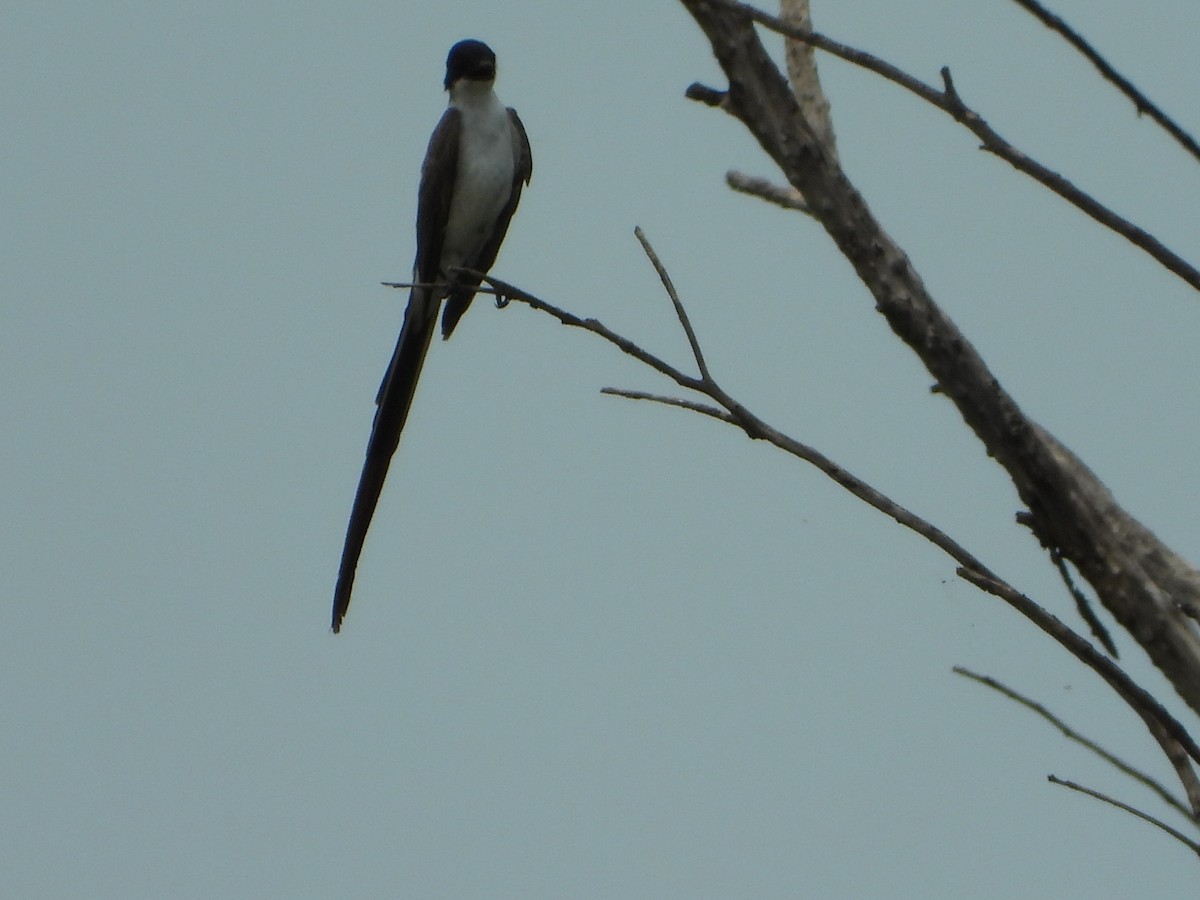 Tyran des savanes - ML645386487