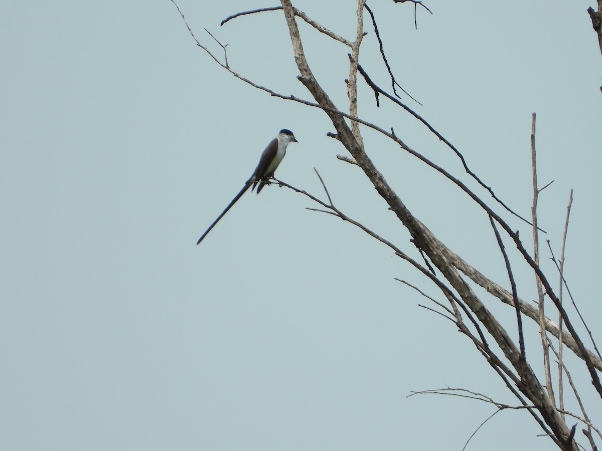 Tyran des savanes - ML645386488