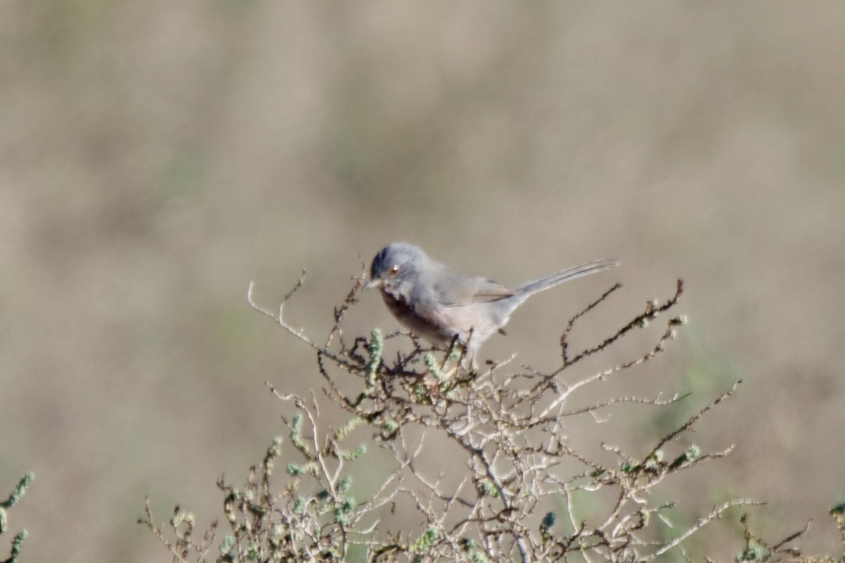 Fauvette pitchou - ML645386489