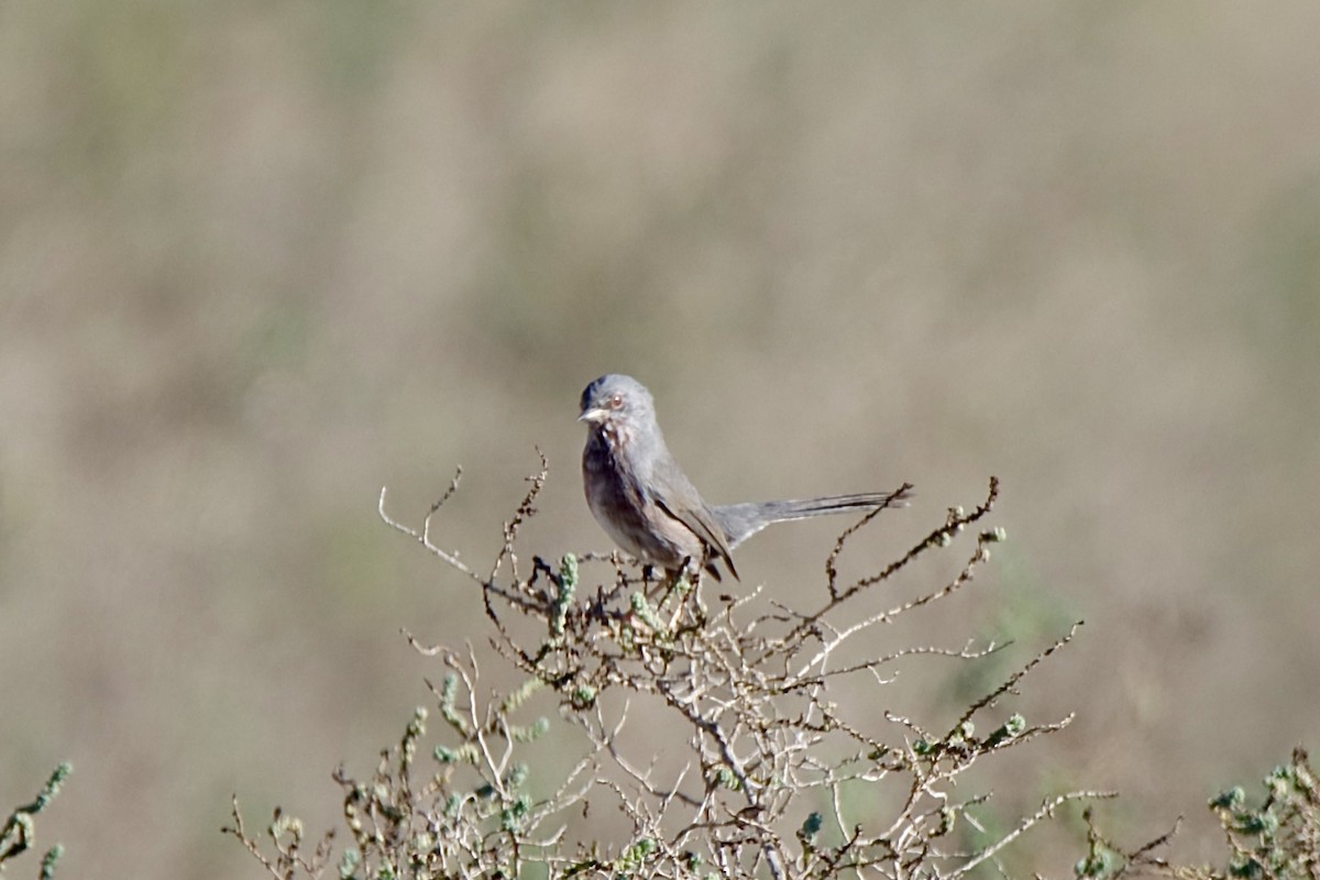 Fauvette pitchou - ML645386490