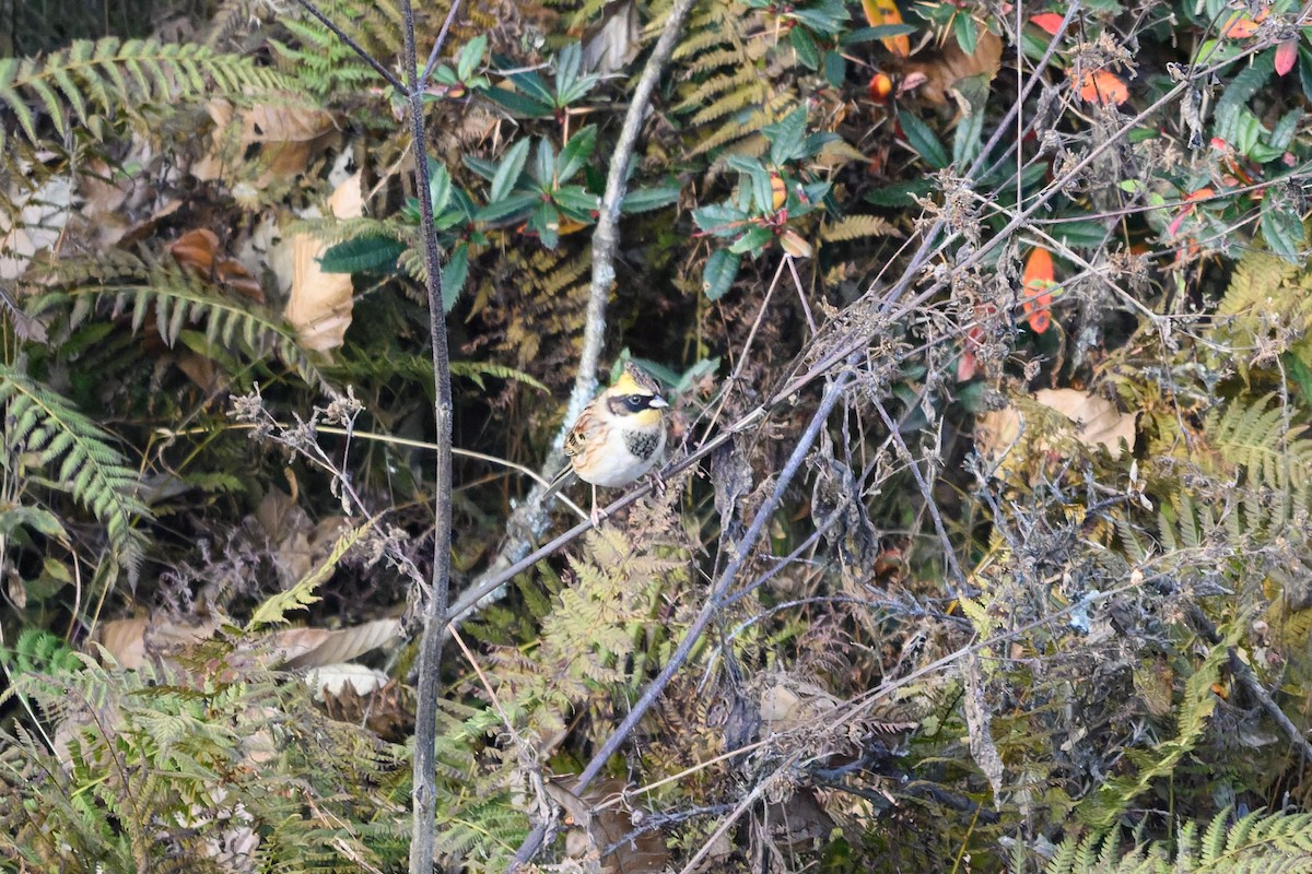 Bruant élégant - ML645386491