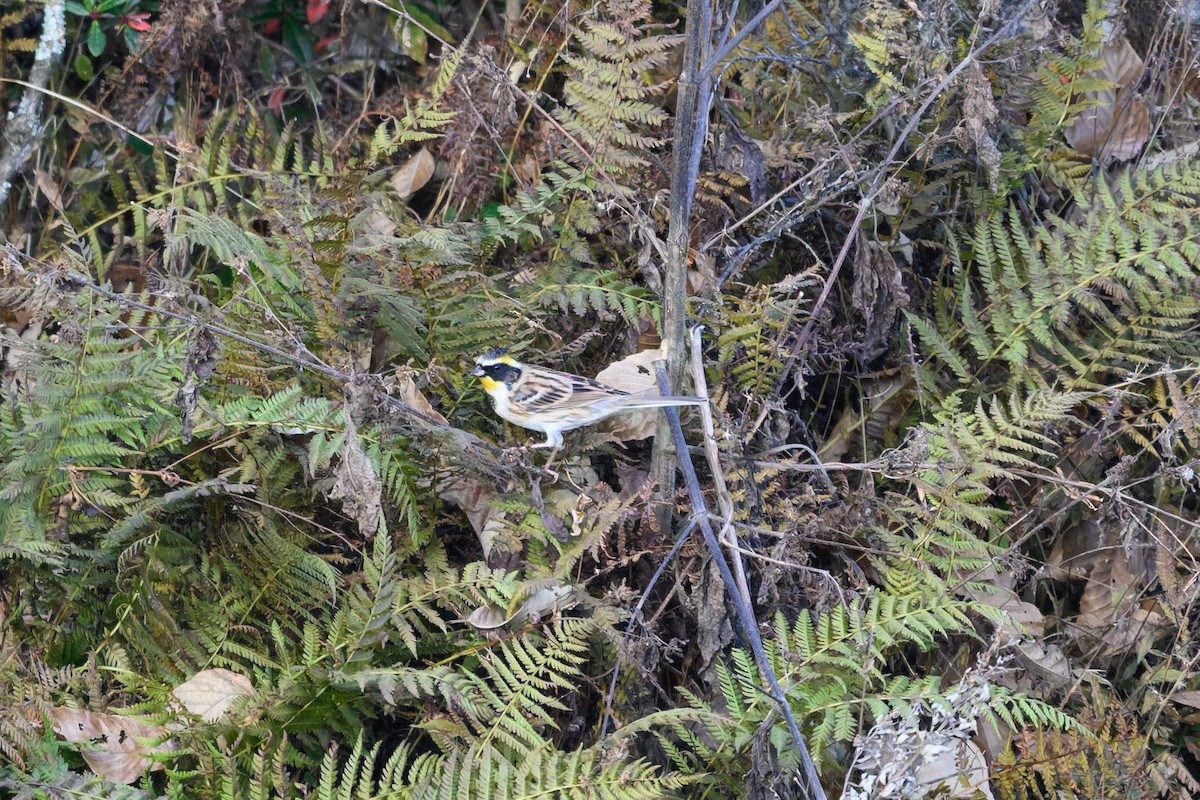 Bruant élégant - ML645386492