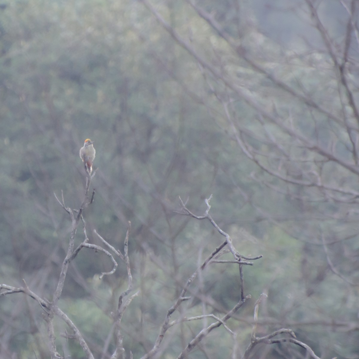 Pic à tête jaune - ML645386493