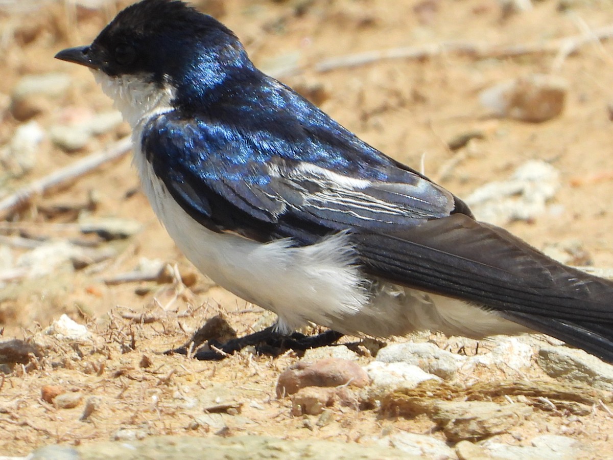 Hirondelle à ailes blanches - ML645386494