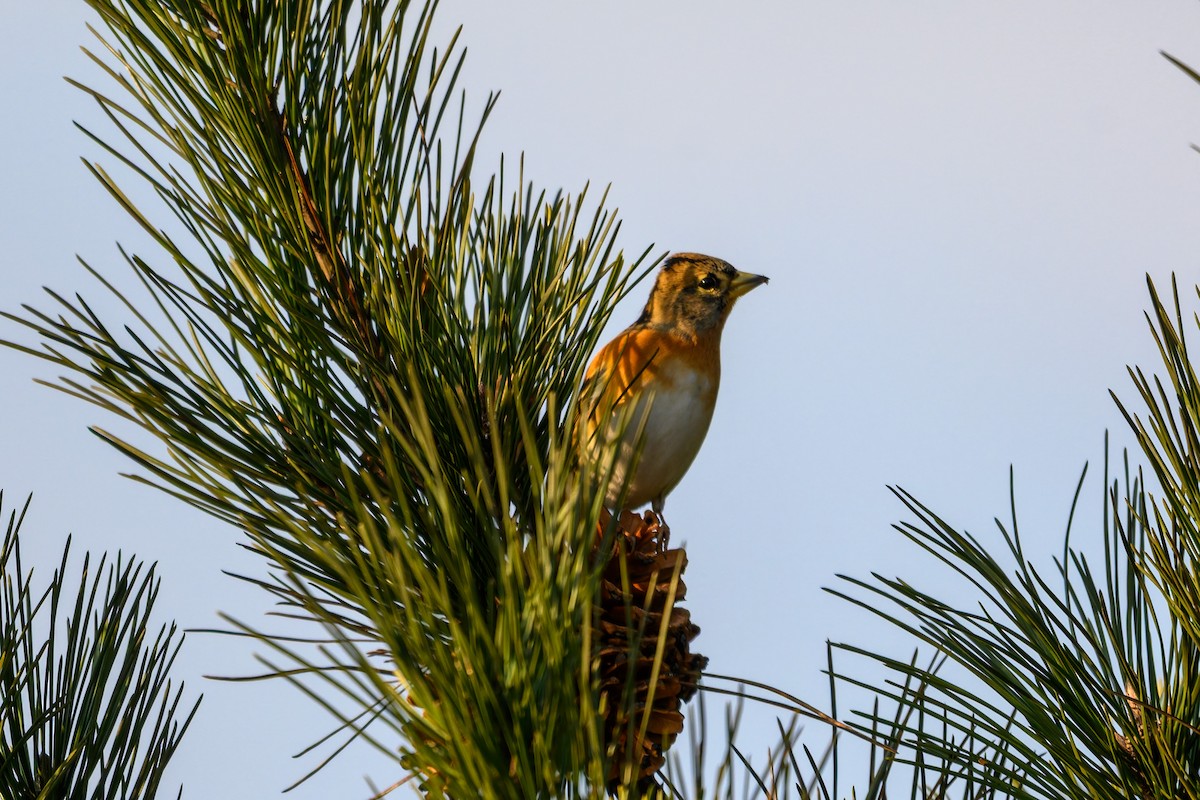 Pinson du Nord - ML645386495