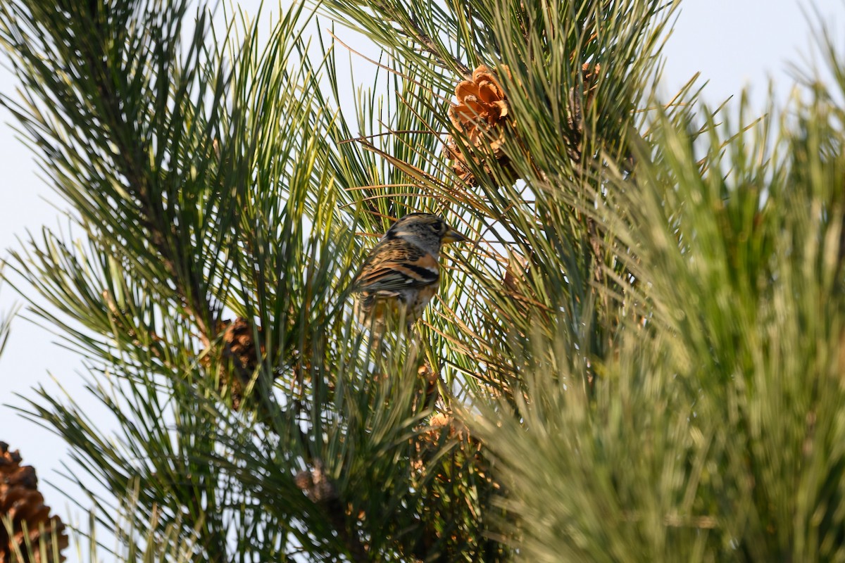 Pinson du Nord - ML645386496