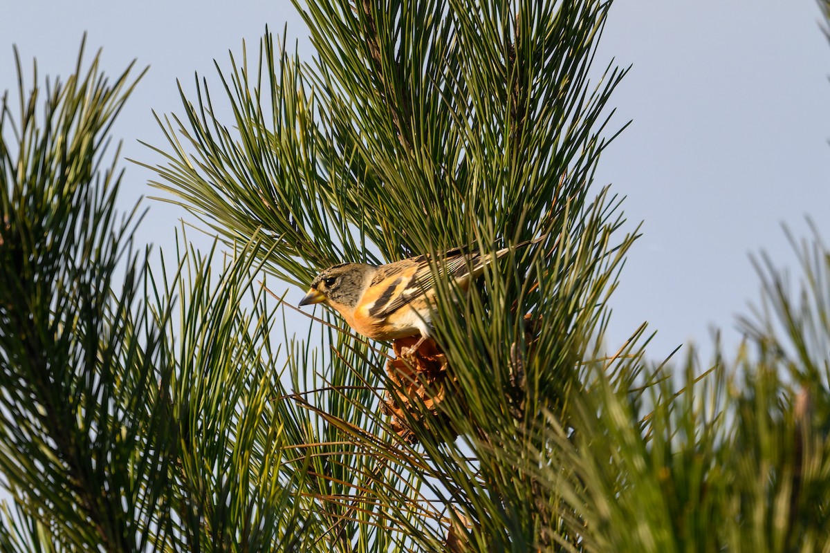 Pinson du Nord - ML645386497