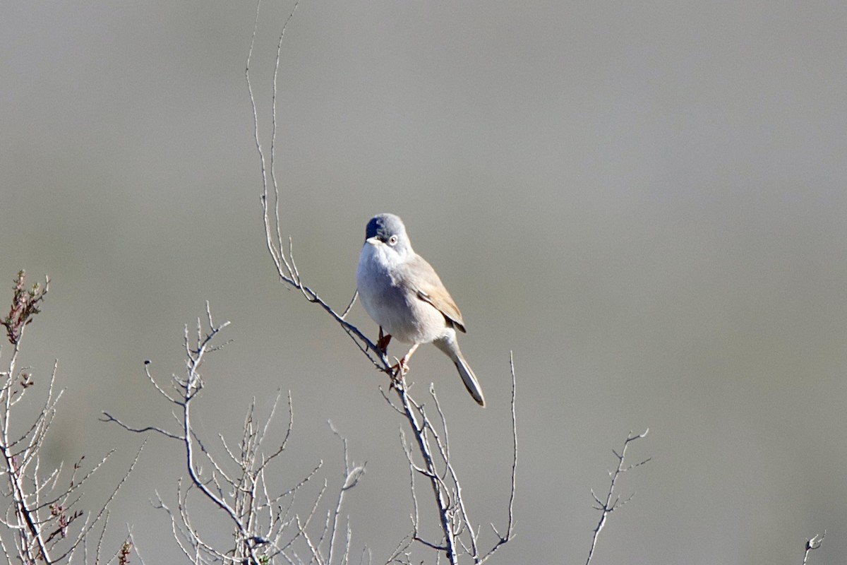 Fauvette à lunettes - ML645386498