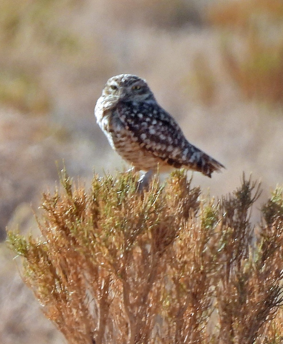 Chevêche des terriers - ML645386499