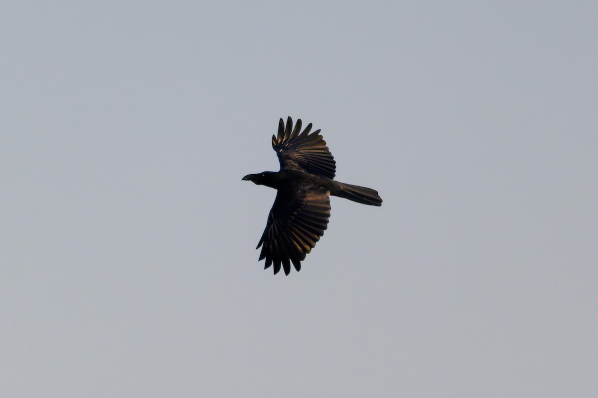 Corbeau à gros bec - ML645386500
