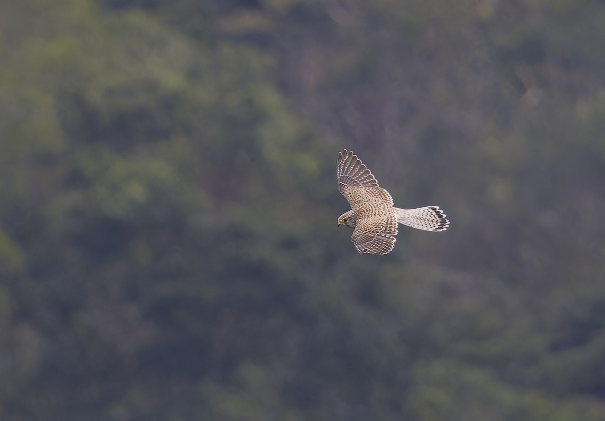 Faucon crécerelle - ML645386501