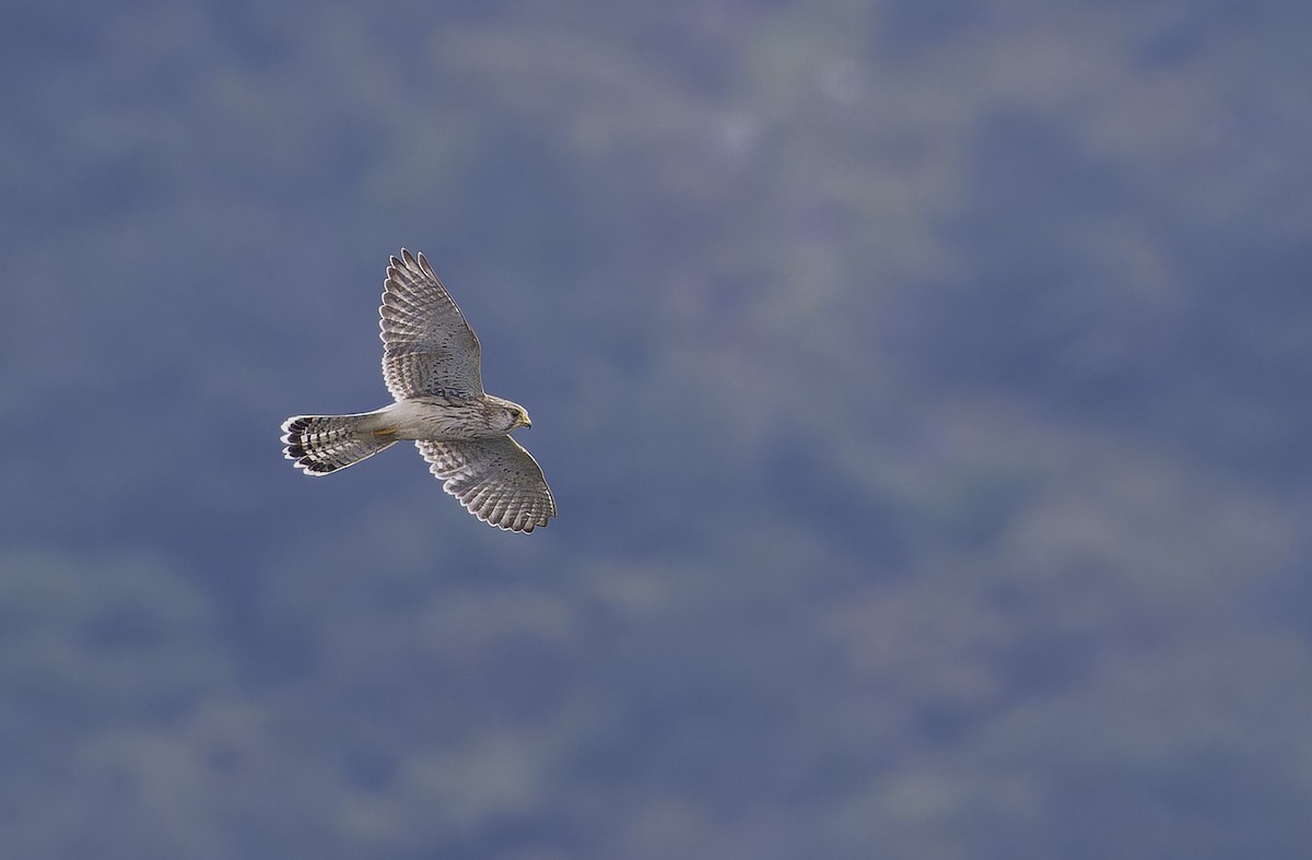 Faucon crécerelle - ML645386502