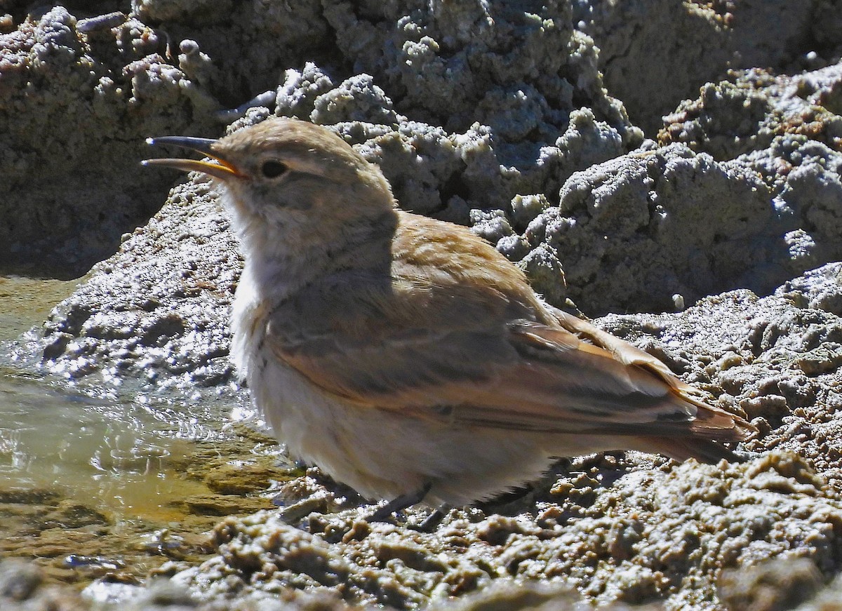 Géositte de la puna - ML645386503