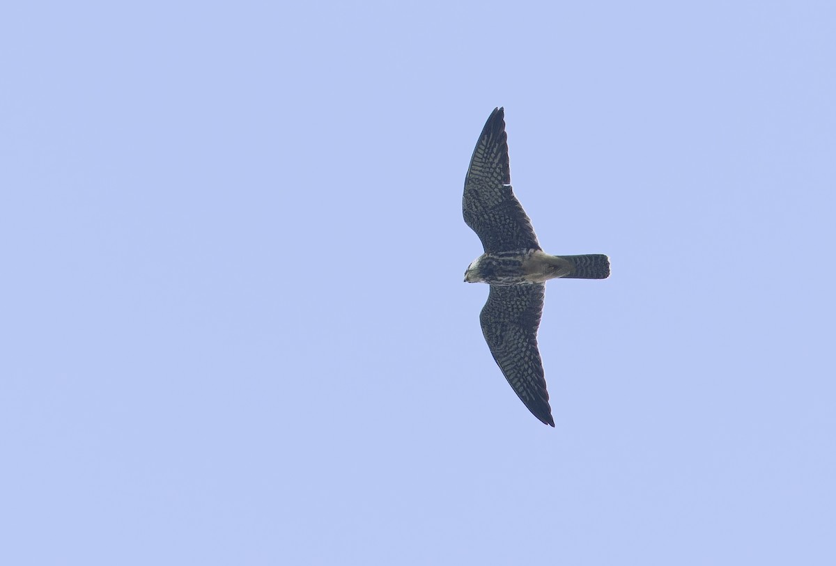 poštolka amurská - ML645386504