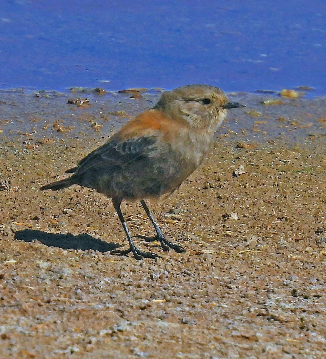 Lessonie des Andes - ML645386505