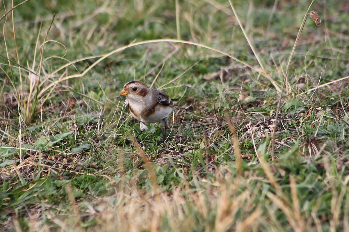 Elur-berdantza - ML645386506