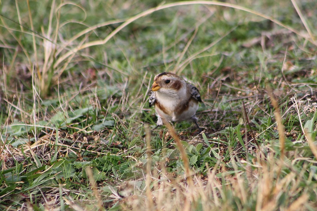 Elur-berdantza - ML645386507