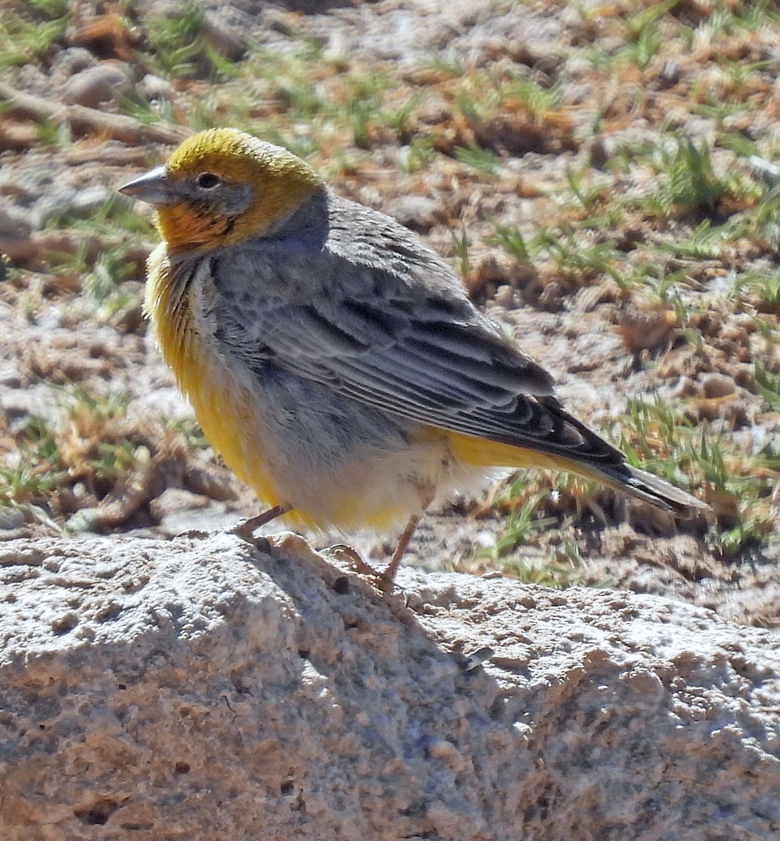 キゴシキンノジコ - ML645386513