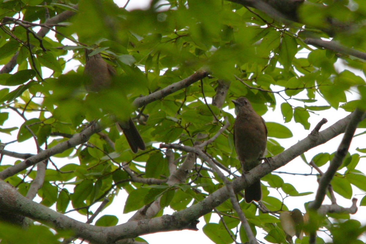 Pale-breasted Thrush - ML645386516