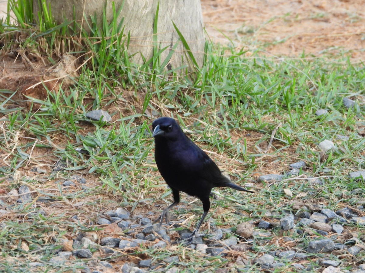 テリバネコウウチョウ - ML645386524