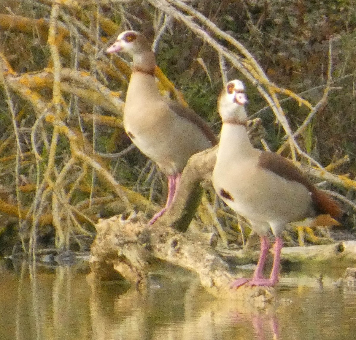 Egyptian Goose - ML645386529