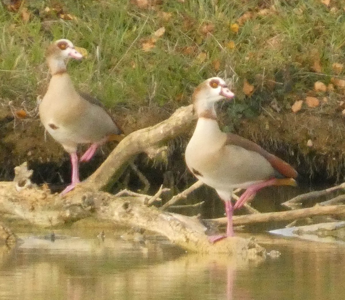 Egyptian Goose - ML645386531
